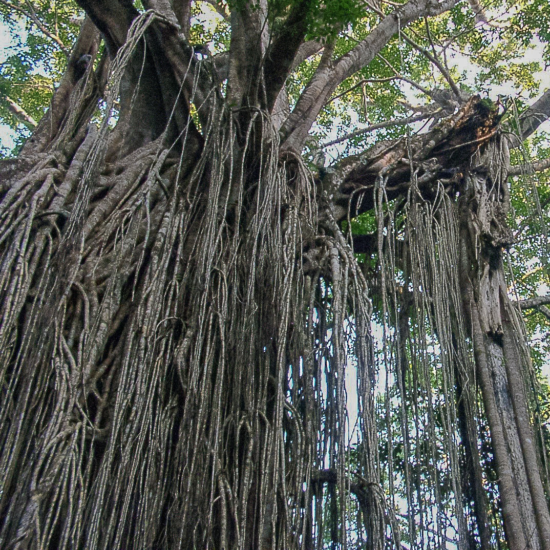 Utilizing the Strangler Fig with Cellular Apps